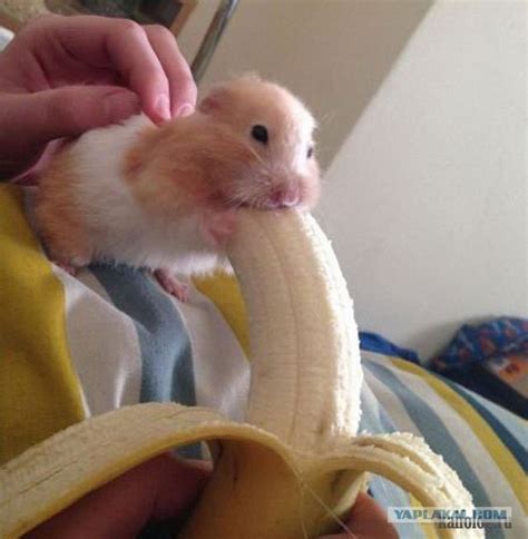 hamster eating banana|hamster eat banana meme.